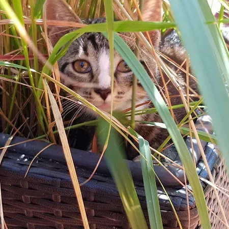 Casa de hóspedes Gaestehaus Bommelsen Walsrode